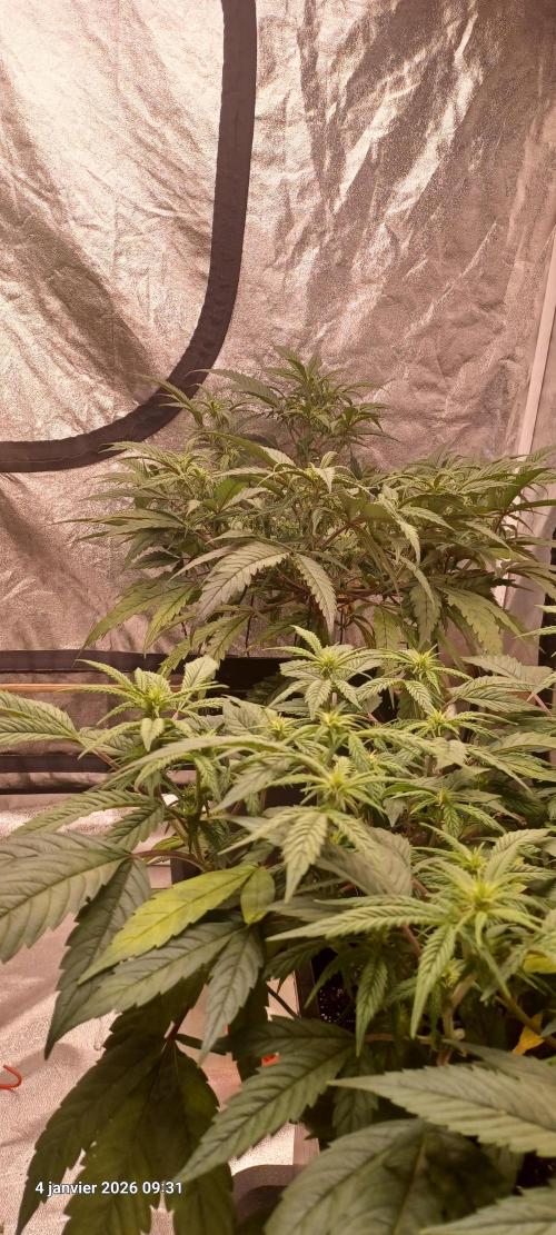 Vers l'inconnu et au-delà... Week 13