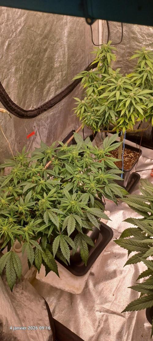 Vers l'inconnu et au-delà... Week 13