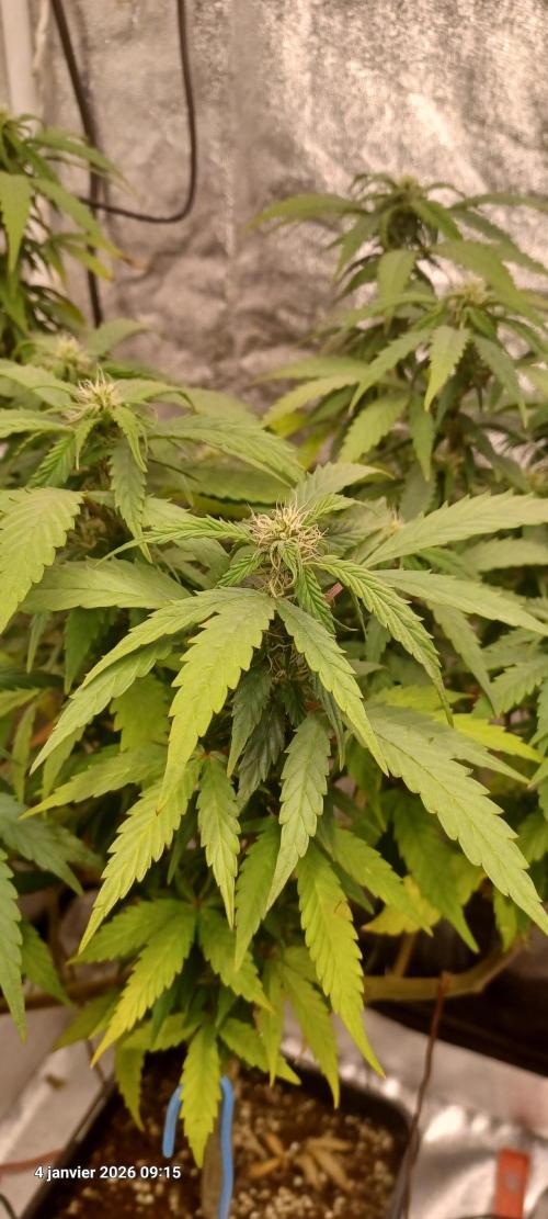 Vers l'inconnu et au-delà... Week 13