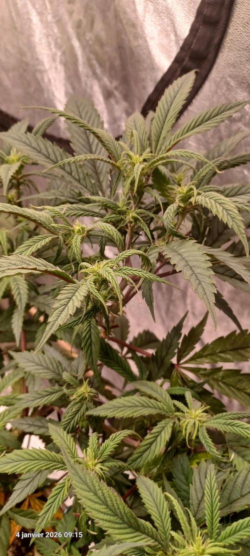 Vers l'inconnu et au-delà... Week 13