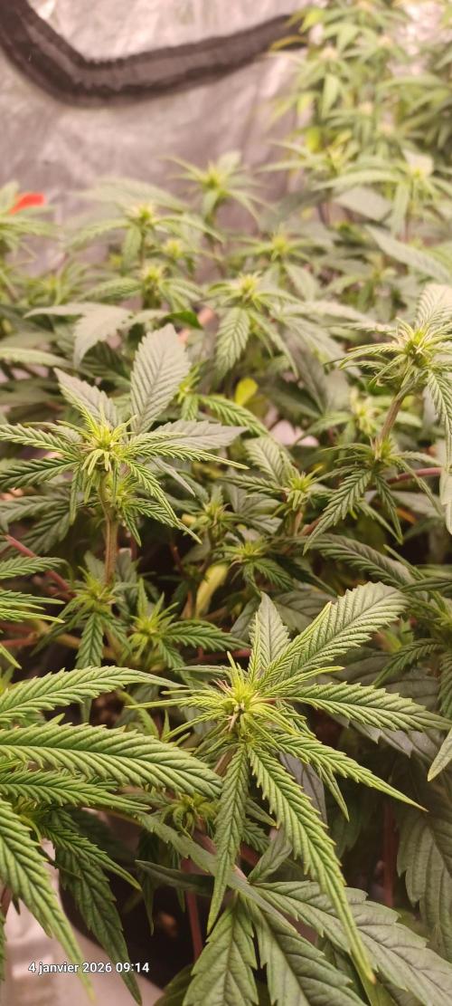 Vers l'inconnu et au-delà... Week 13