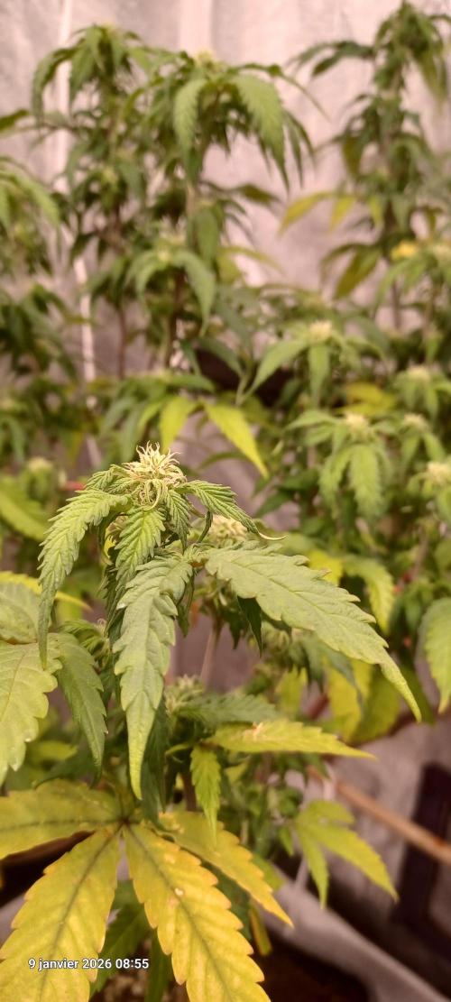 Vers l'inconnu et au-delà... Week 14