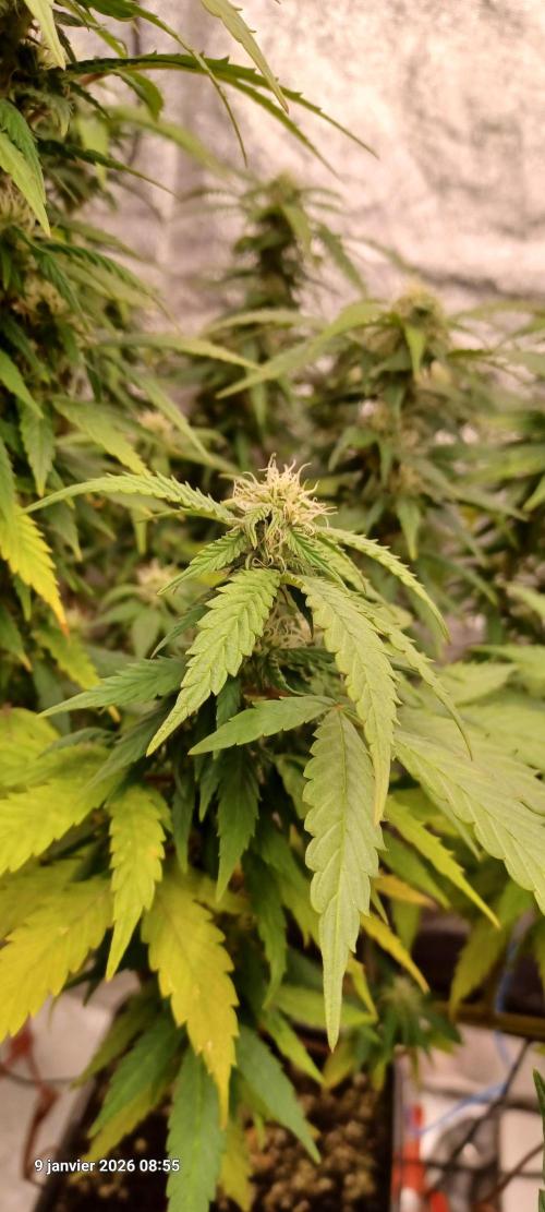 Vers l'inconnu et au-delà... Week 14