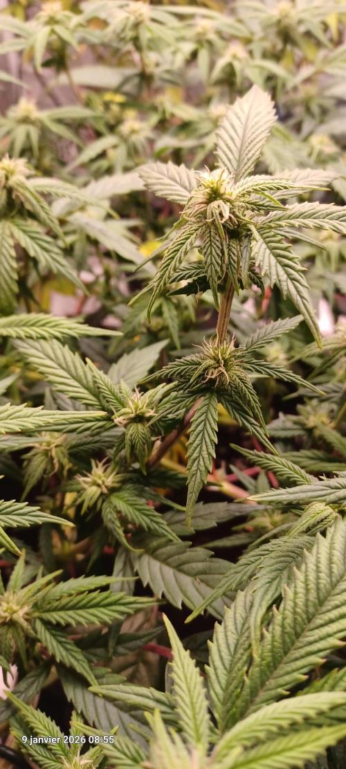 Vers l'inconnu et au-delà... Week 14