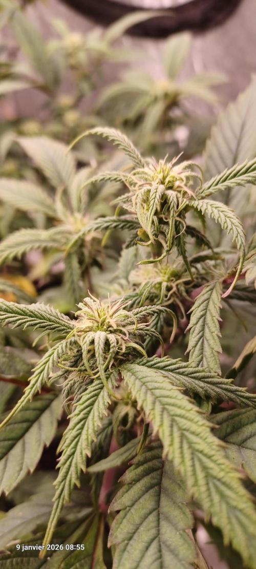 Vers l'inconnu et au-delà... Week 14