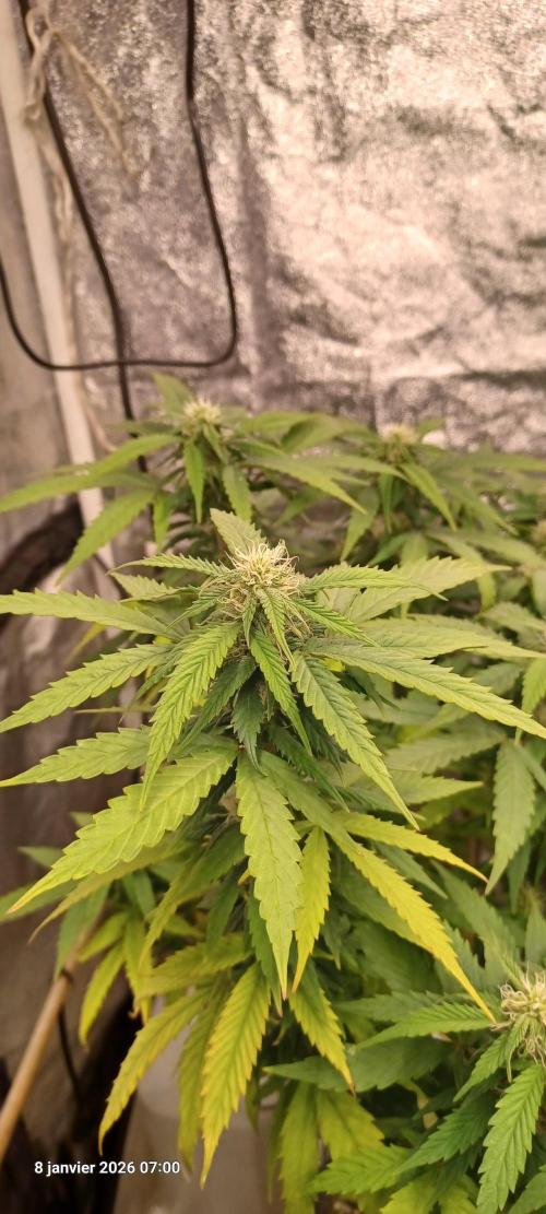 Vers l'inconnu et au-delà... Week 14