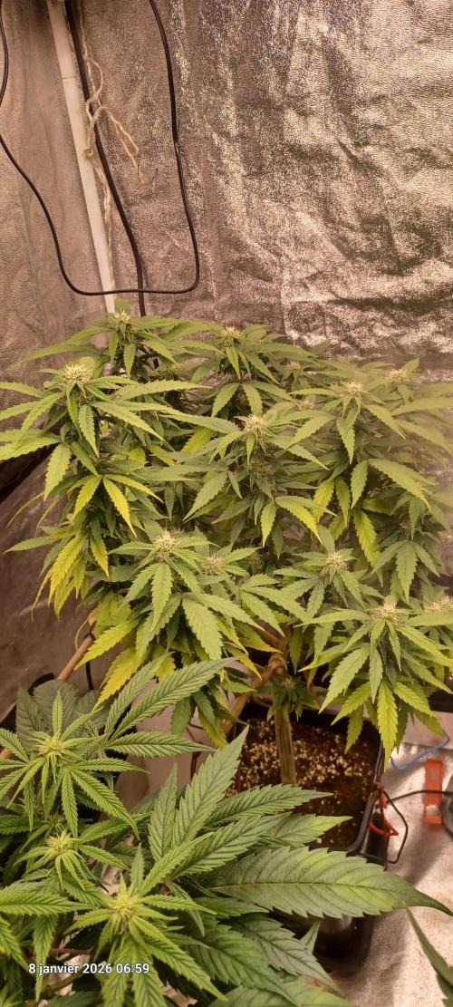 Vers l'inconnu et au-delà... Week 14