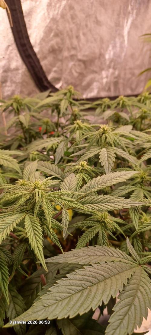 Vers l'inconnu et au-delà... Week 14