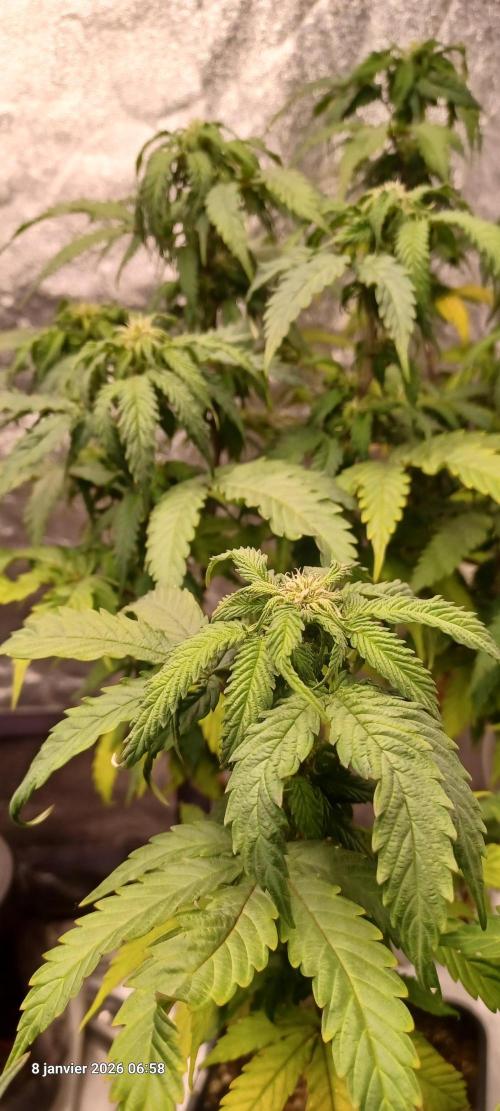 Vers l'inconnu et au-delà... Week 14