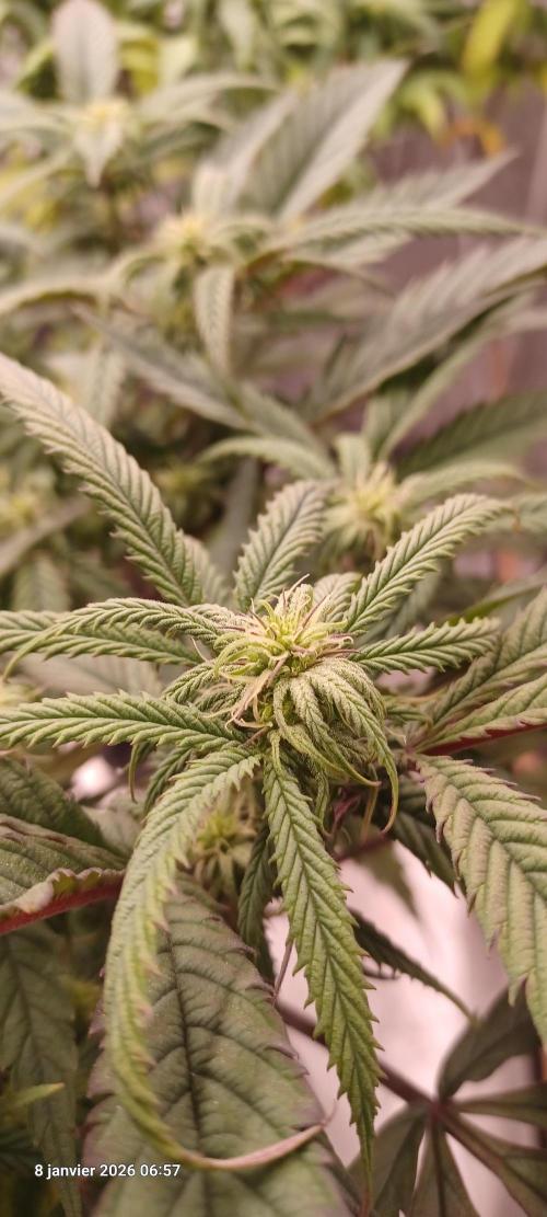 Vers l'inconnu et au-delà... Week 14