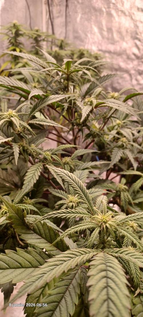 Vers l'inconnu et au-delà... Week 14