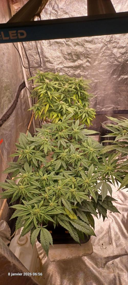 Vers l'inconnu et au-delà... Week 14