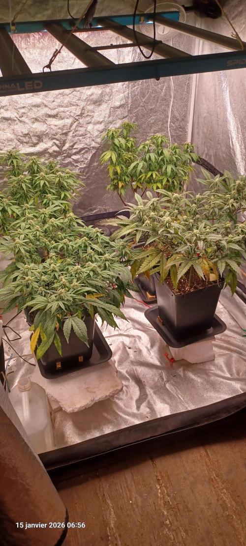 Vers l'inconnu et au-delà... Week 15