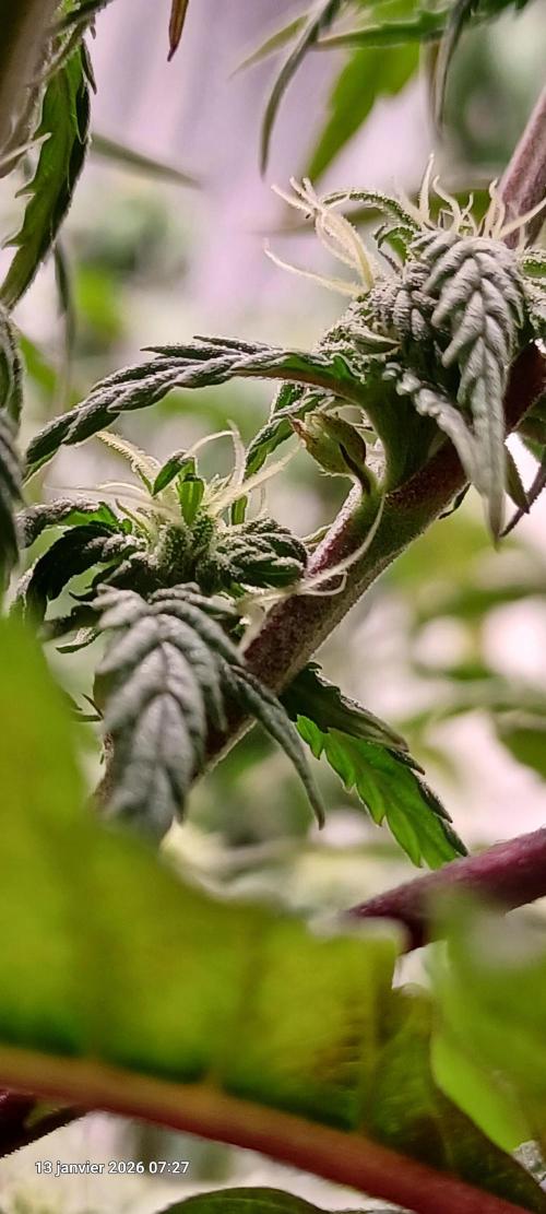 Vers l'inconnu et au-delà... Week 15