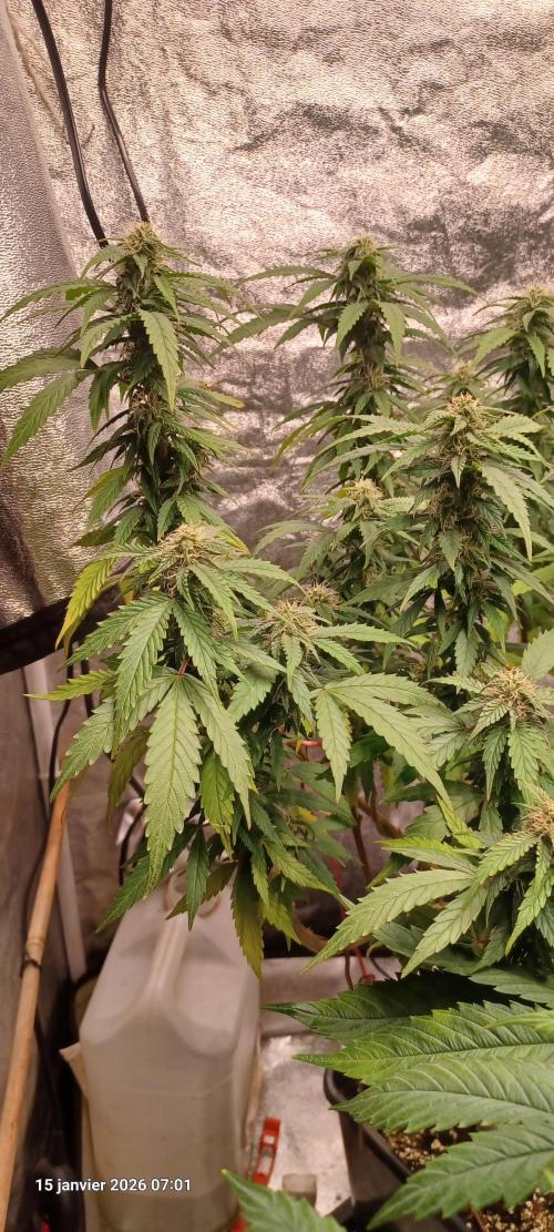 Vers l'inconnu et au-delà... Week 15