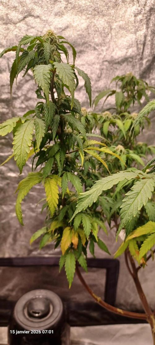 Vers l'inconnu et au-delà... Week 15