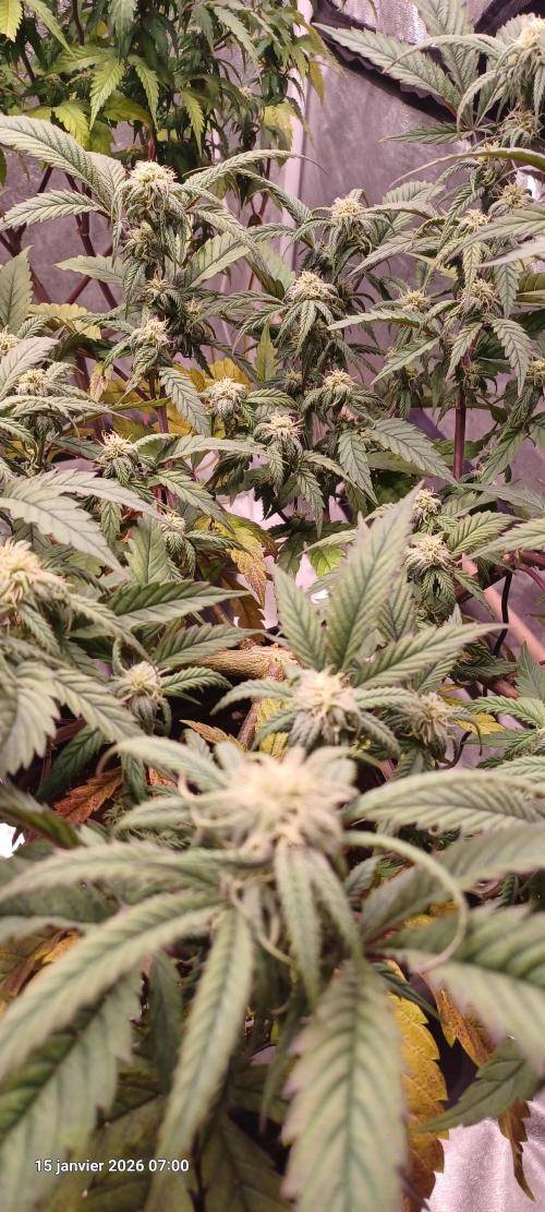 Vers l'inconnu et au-delà... Week 15