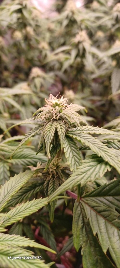 Vers l'inconnu et au-delà... Week 15