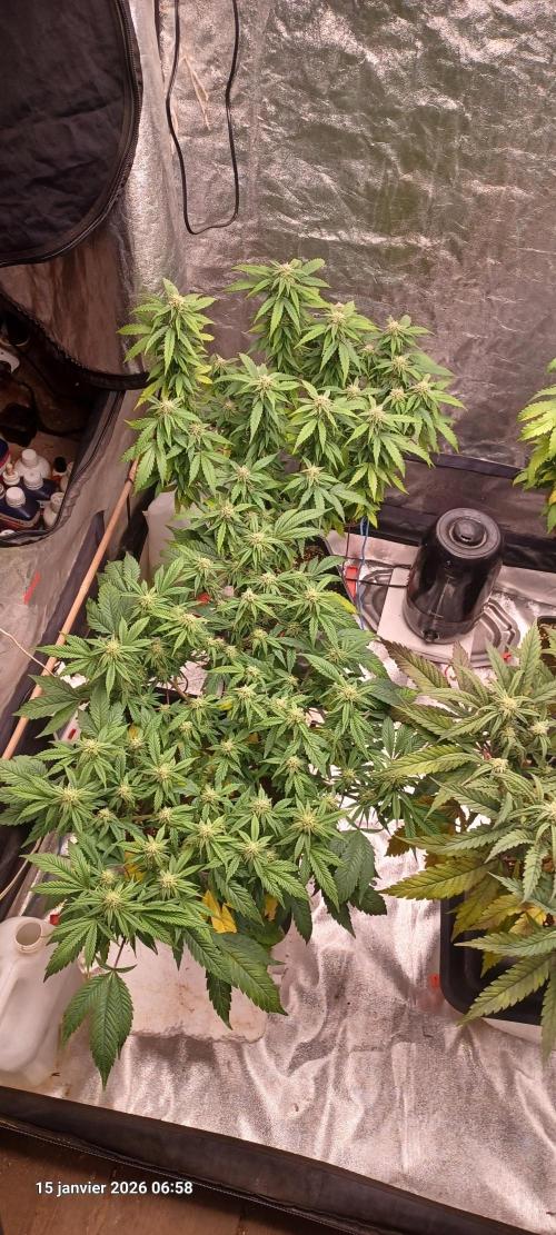 Vers l'inconnu et au-delà... Week 15