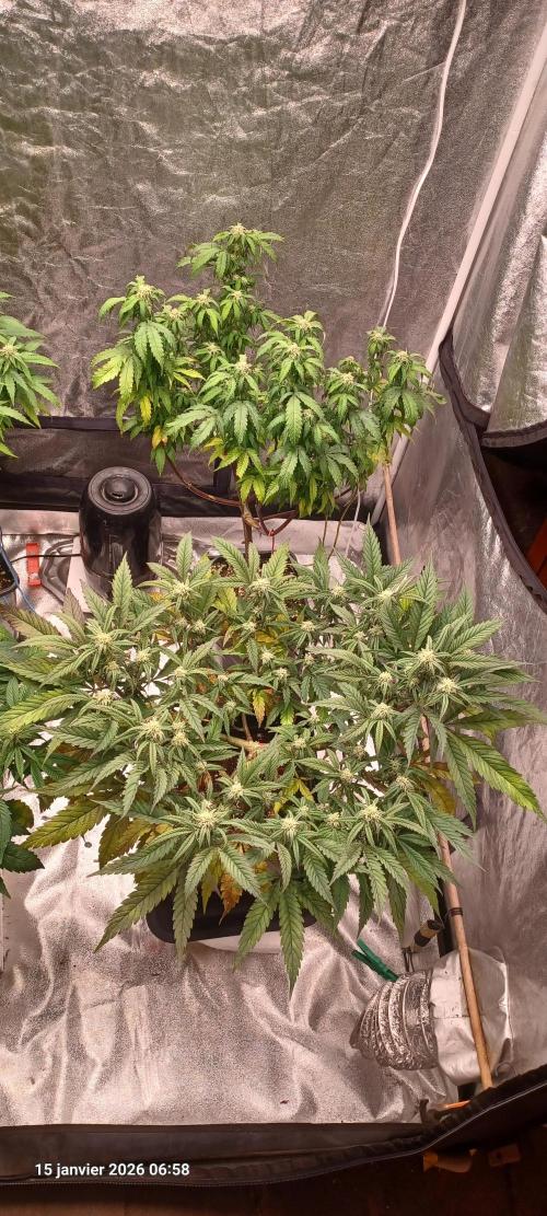 Vers l'inconnu et au-delà... Week 15