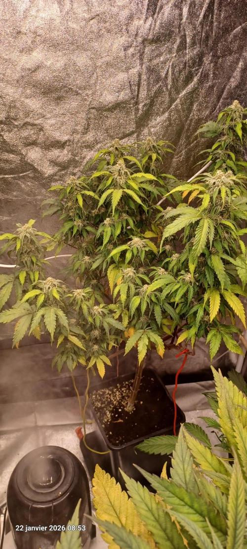 Vers l'inconnu et au-delà... Week 16