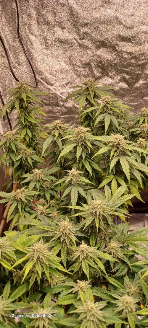 Vers l'inconnu et au-delà... Week 16