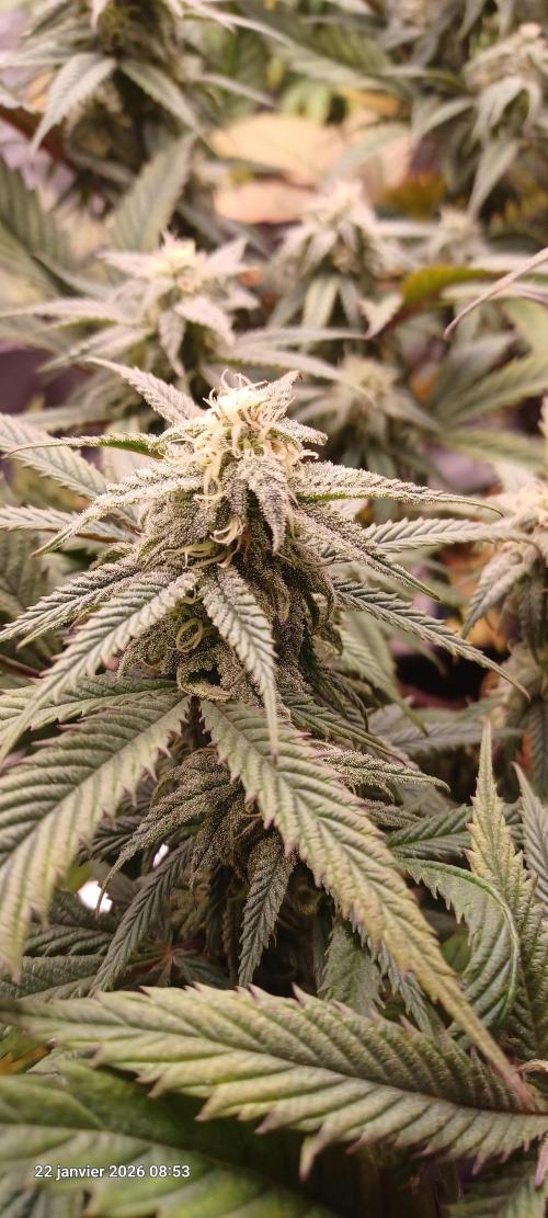 Vers l'inconnu et au-delà... Week 16