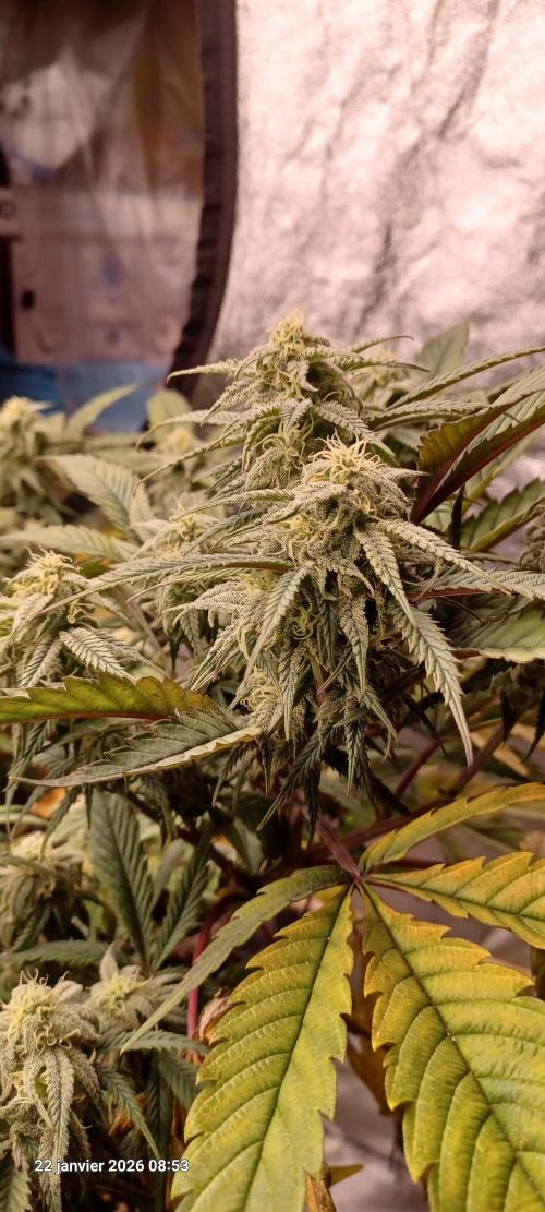 Vers l'inconnu et au-delà... Week 16