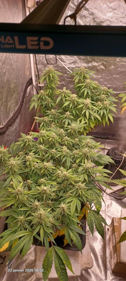 Vers l'inconnu et au-delà... Week 16