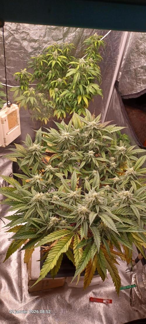 Vers l'inconnu et au-delà... Week 16