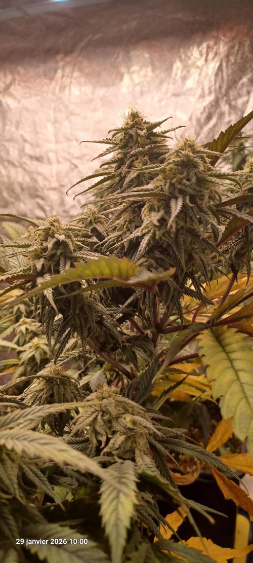 Vers l'inconnu et au-delà... Week 17