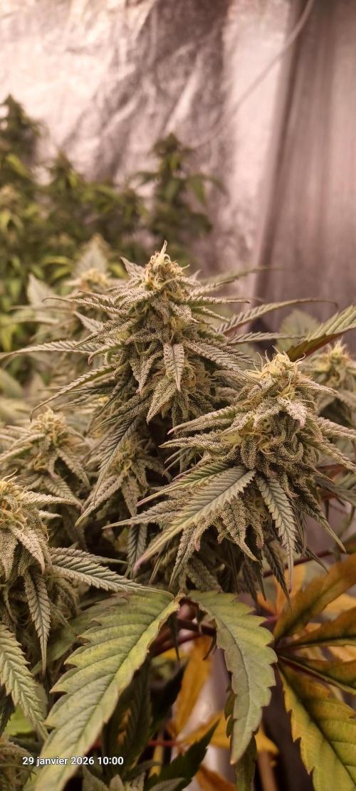 Vers l'inconnu et au-delà... Week 17