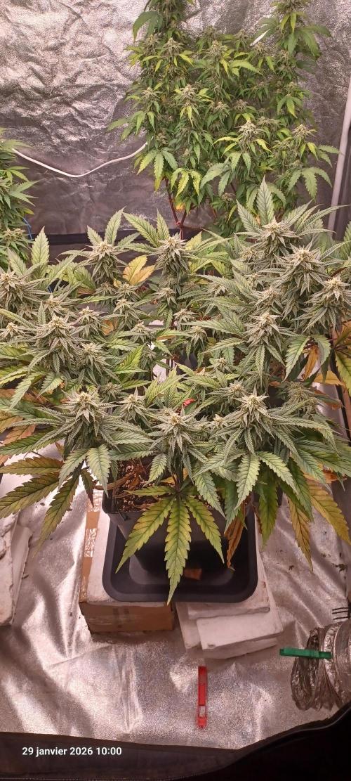 Vers l'inconnu et au-delà... Week 17