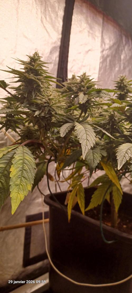 Vers l'inconnu et au-delà... Week 17