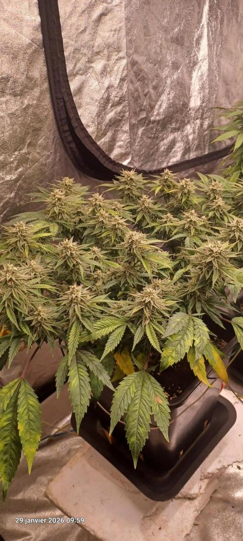 Vers l'inconnu et au-delà... Week 17