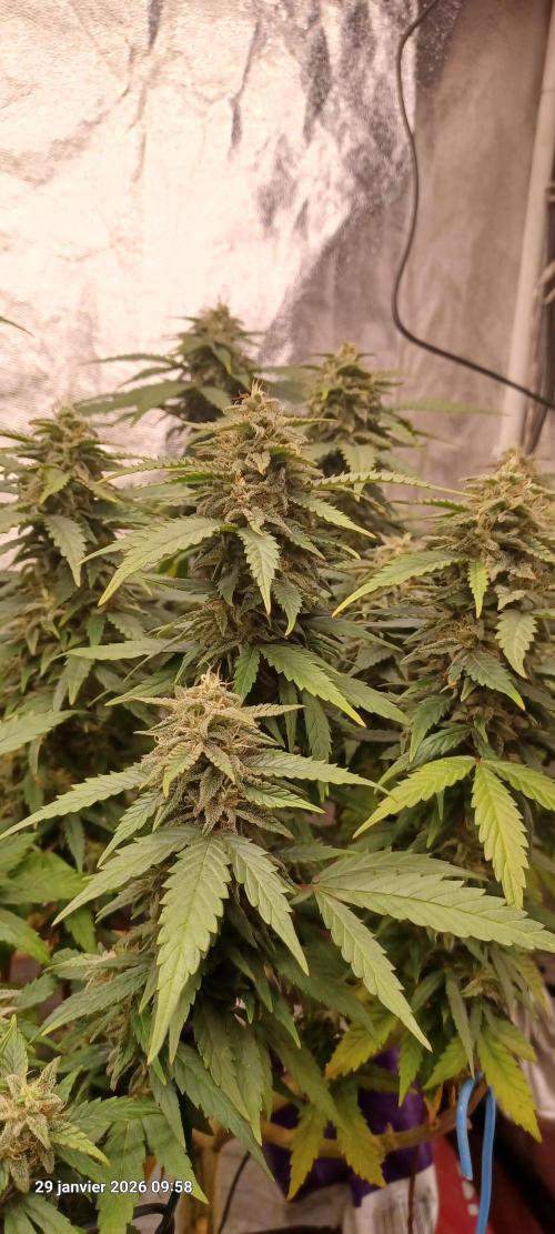 Vers l'inconnu et au-delà... Week 17