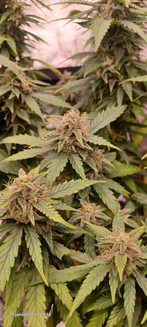 Vers l'inconnu et au-delà... Week 17