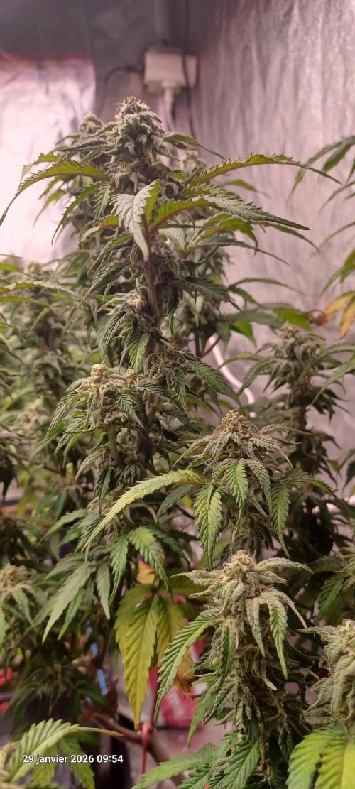 Vers l'inconnu et au-delà... Week 17