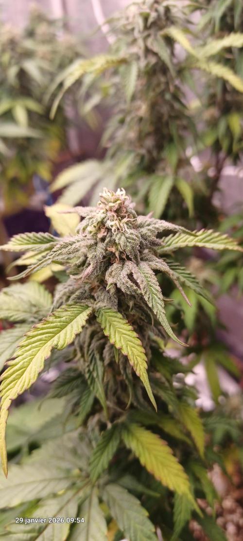 Vers l'inconnu et au-delà... Week 17