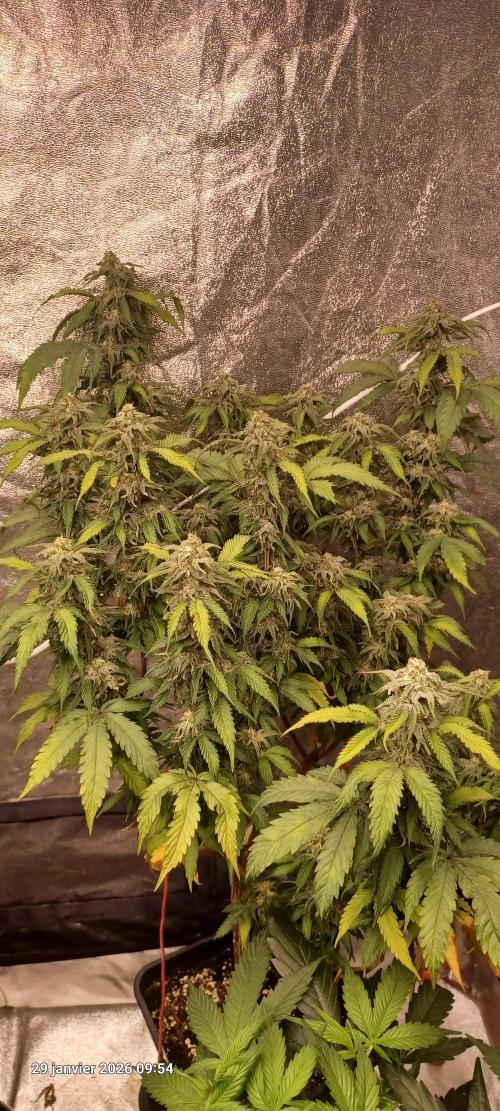 Vers l'inconnu et au-delà... Week 17