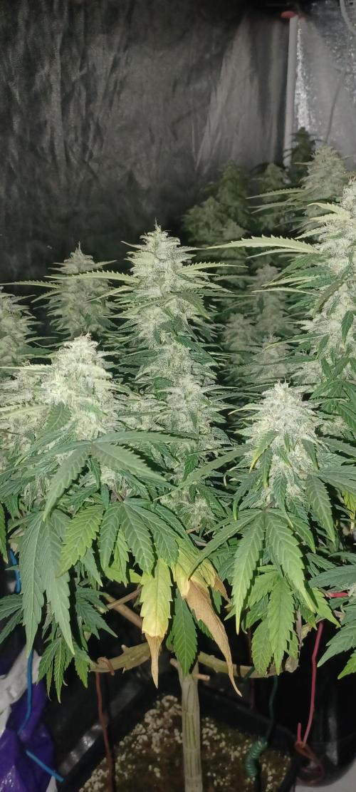 Vers l'inconnu et au-delà... Week 18