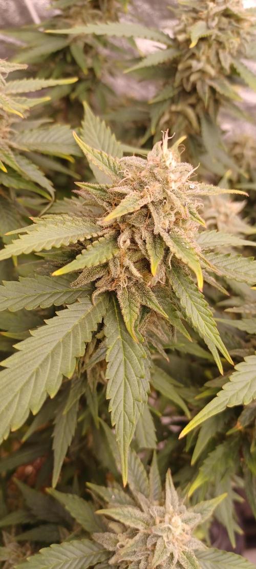 Vers l'inconnu et au-delà... Week 18