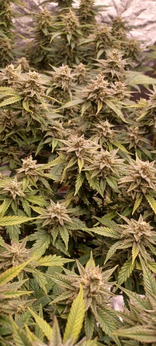 Vers l'inconnu et au-delà... Week 18