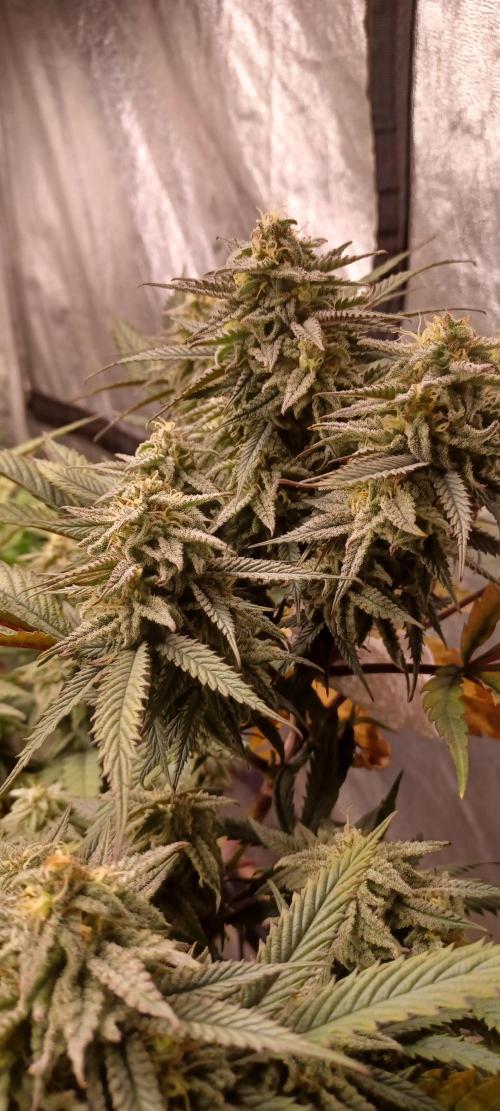 Vers l'inconnu et au-delà... Week 18