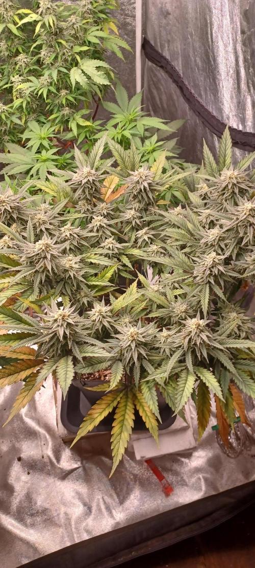 Vers l'inconnu et au-delà... Week 18