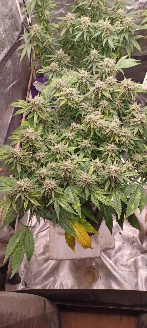 Vers l'inconnu et au-delà... Week 18