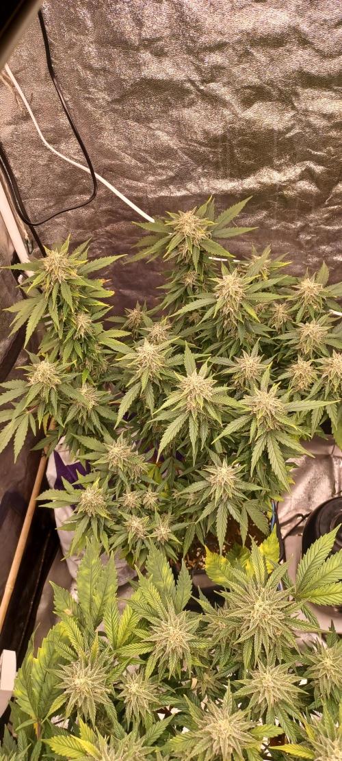 Vers l'inconnu et au-delà... Week 18