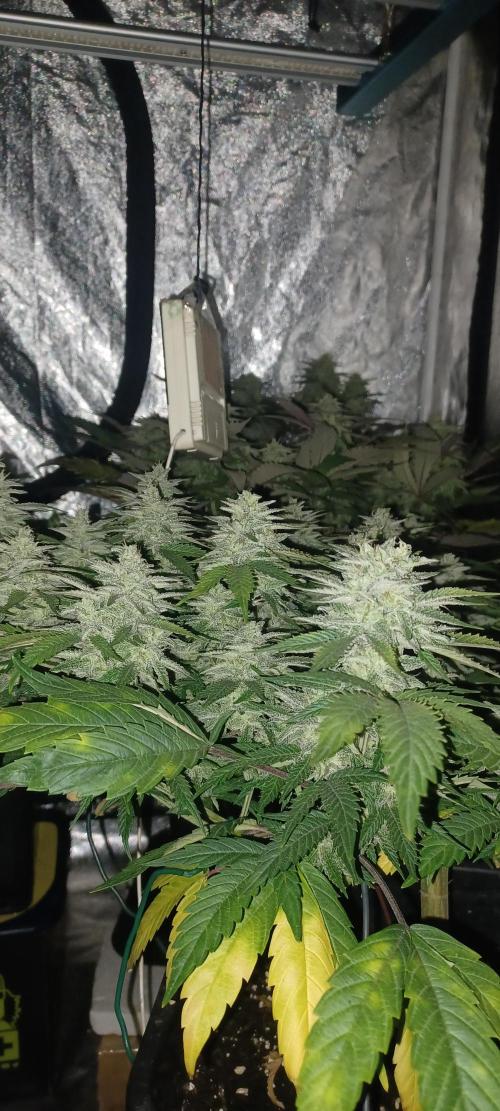 Vers l'inconnu et au-delà... Week 18