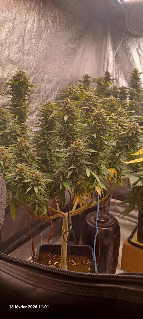 Vers l'inconnu et au-delà... Week 19