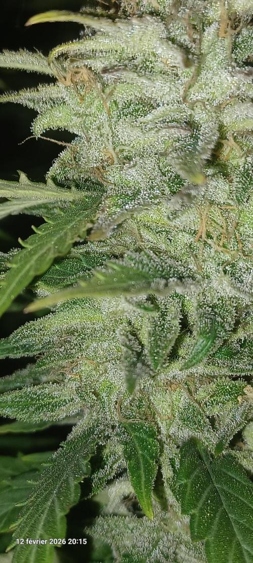 Vers l'inconnu et au-delà... Week 19